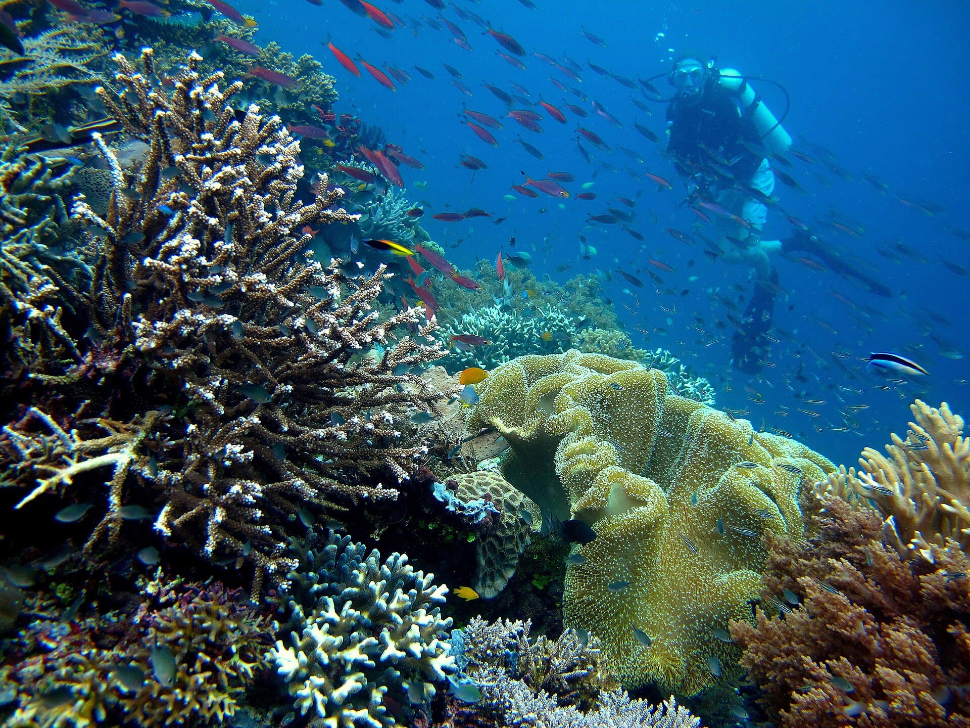Laut Raja Ampat